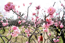 例年の半分程度の開花状況で見ごろを終えようとしている梅。すでにほとんどの木で花が散っている＝甲東梅林