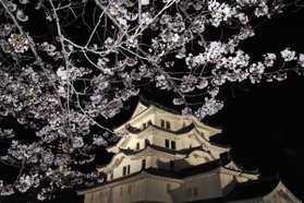 城を包むように咲く桜＝尼崎市北城内