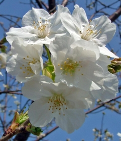 西宮権現平桜（西宮市提供）