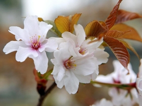 宮城県女川町で花を咲かせた西宮市の「夙川舞桜」＝２０１７年４月１８日（西宮市提供）