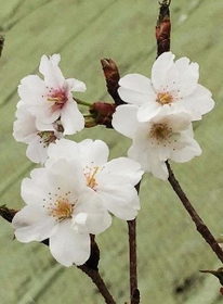 宮城県女川町で花を咲かせた西宮市のオリジナルサクラ＝２０１７年４月１８日（西宮市提供）