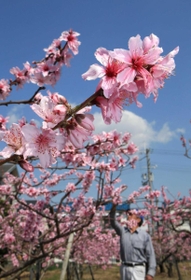 満開を迎えた桃の花＝川西市南花屋敷３