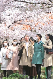 満開の桜の下で喜ぶ合格者＝宝塚市栄町１（撮影・斎藤雅志）