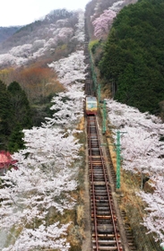 ケーブルカーの軌道周辺を彩る桜＝川西市黒川