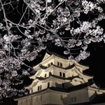 城を包むように咲く桜＝尼崎市北城内