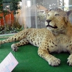 ２００４年に展示が始まったころのレオポン。ヒョウ柄が鮮明だ＝リゾ鳴尾浜（撮影・斎藤雅志）