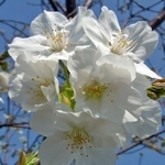 西宮権現平桜（西宮市提供）
