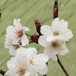 宮城県女川町で花を咲かせた西宮市のオリジナルサクラ＝２０１７年４月１８日（西宮市提供）