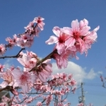 満開を迎えた桃の花＝川西市南花屋敷３