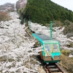 ケーブルの軌道周辺を彩る満開の桜＝川西市黒川