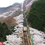 ケーブルカーの軌道周辺を彩る桜＝川西市黒川