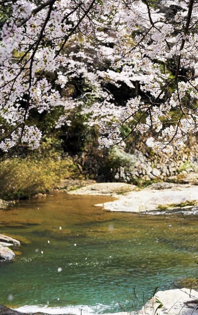 風で川面に舞い散る花びら＝猪名川町北田原