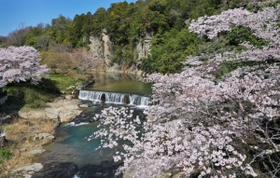 そそり立つ岩壁や猪名川の流れと競演した桜＝猪名川町北田原