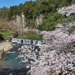 そそり立つ岩壁や猪名川の流れと競演した桜＝猪名川町北田原