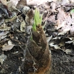 地面から突き出たタケノコ
