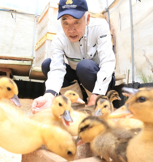 ひなに餌やりをする上殿さん＝猪名川町