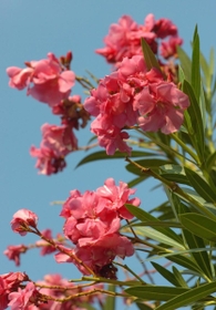 キョウチクトウ