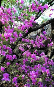 コバノミツバツツジ