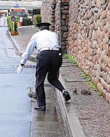 カモの親子を芦屋川へ誘導する警備員の清水昇さん＝芦屋市精道町（藤井さん提供）