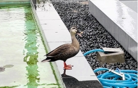 小ガモが見つかる数日前、芦屋市役所２階の渡り廊下にあるビオトープで羽を休めるカモ＝芦屋市精道町（藤井さん提供）