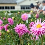 市花に追加選定されたダリア。佐曽利園芸組合が運営する「宝塚ダリア園」では約３００種、１０万本を楽しめる＝宝塚市上佐曽利、宝塚ダリア園