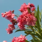 キョウチクトウ