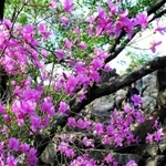 コバノミツバツツジ