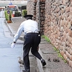 カモの親子を芦屋川へ誘導する警備員の清水昇さん＝芦屋市精道町（藤井さん提供）