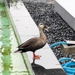 小ガモが見つかる数日前、芦屋市役所２階の渡り廊下にあるビオトープで羽を休めるカモ＝芦屋市精道町（藤井さん提供）