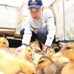 ひなに餌やりをする上殿さん＝猪名川町