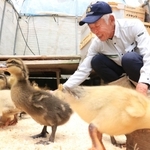 ひなに餌やりをする上殿さん＝猪名川町