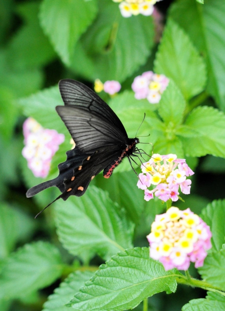 花の蜜を吸うジャコウアゲハの雄＝５日午前、西宮市西波止町