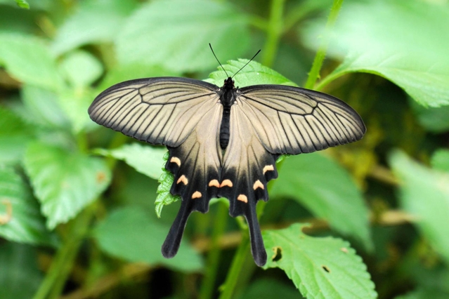 羽を休めるジャコウアゲハの雌。雄とは羽の形も異なる＝５日午前、西宮市西波止町