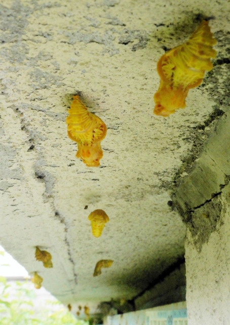 旧西宮教職員公舎の建物にぶら下がるジャコウアゲハのさなぎ＝５日午前、西宮市西波止町