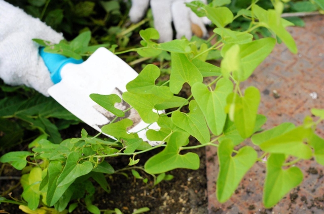 ジャコウアゲハが卵を産み、幼虫のエサとなるウマノスズクサ＝５日午前、西宮市西波止町