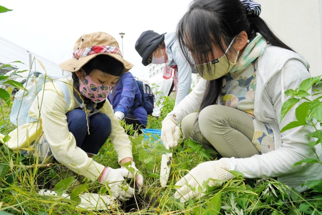 ウマノスズクサの植え替えボランティアには親子連れの姿も＝５日午前、西宮市西波止町