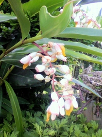 白い花が鈴なりにつく月桃の花