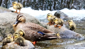 親鳥のまわりを元気に動き回るカルガモのひな＝西宮市内の夙川下流（撮影・斎藤雅志）