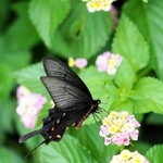 花の蜜を吸うジャコウアゲハの雄＝５日午前、西宮市西波止町