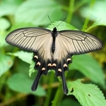 羽を休めるジャコウアゲハの雌。雄とは羽の形も異なる＝５日午前、西宮市西波止町