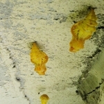 旧西宮教職員公舎の建物にぶら下がるジャコウアゲハのさなぎ＝５日午前、西宮市西波止町