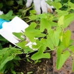 ジャコウアゲハが卵を産み、幼虫のエサとなるウマノスズクサ＝５日午前、西宮市西波止町