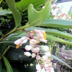 白い花が鈴なりにつく月桃の花