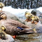 親鳥のまわりを元気に動き回るカルガモのひな＝西宮市内の夙川下流（撮影・斎藤雅志）