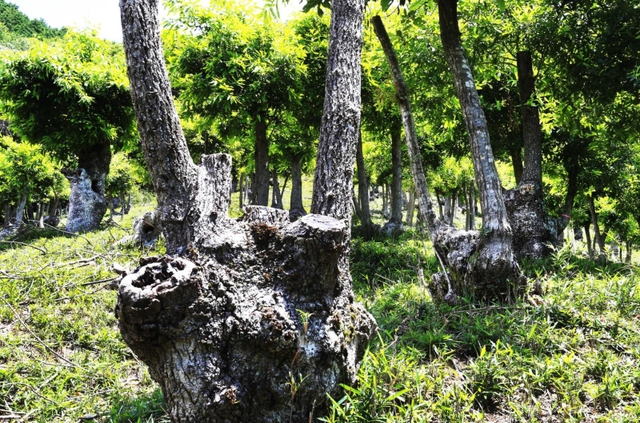 独特の形状をした「台場クヌギ」＝川西市黒川