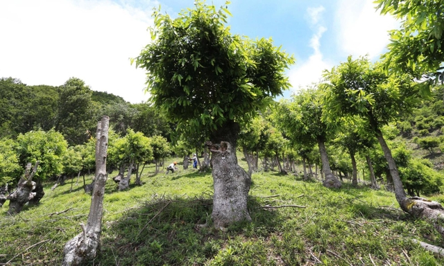 ずんぐりとした幹のクヌギが並び独特の風景を見せる群落＝川西市黒川