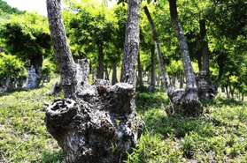 独特の形状をした「台場クヌギ」＝川西市黒川