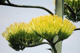 茎の先端で薄黄色に輝く花