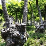 独特の形状をした「台場クヌギ」＝川西市黒川