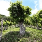 ずんぐりとした幹のクヌギが並び独特の風景を見せる群落＝川西市黒川
